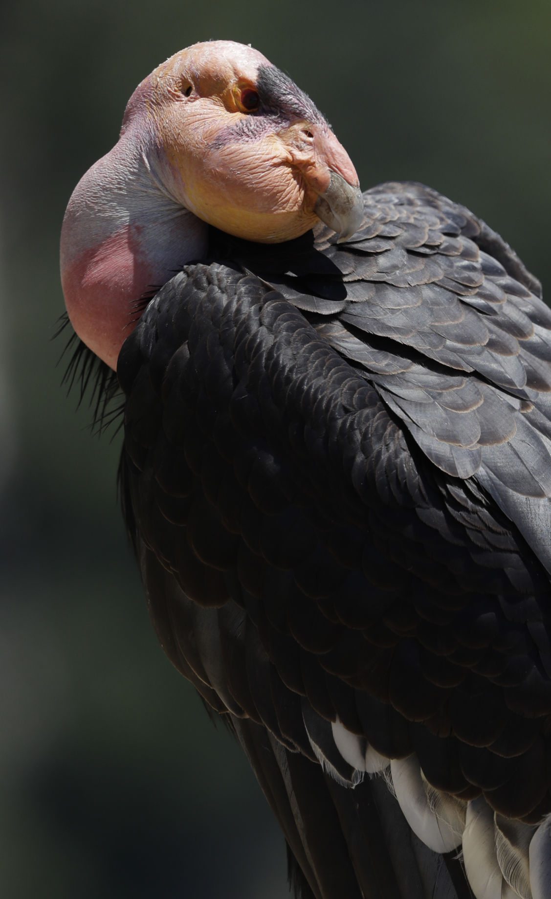 Return of the Condor